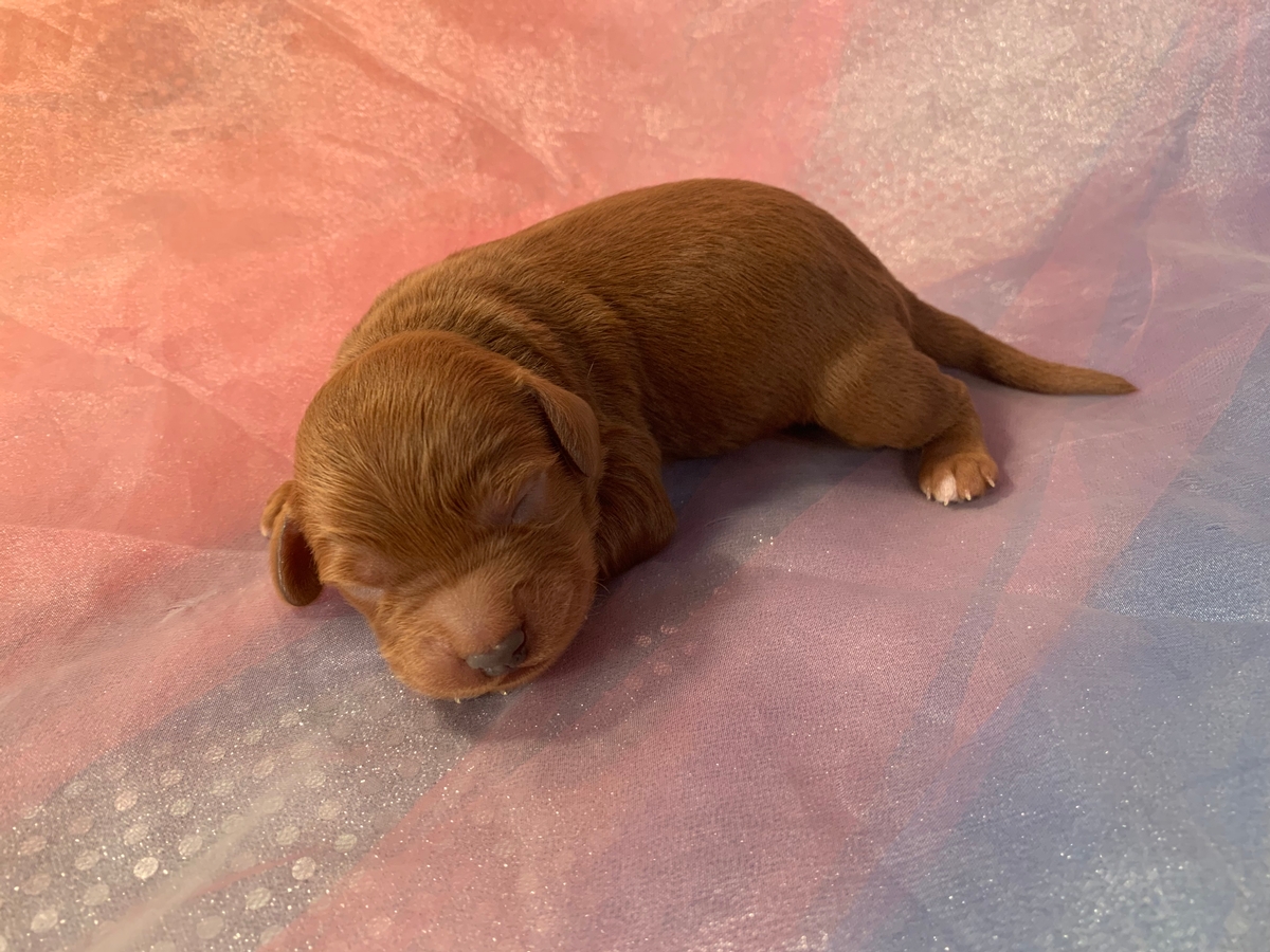 Dark Red Mini Goldendoodle Puppy, DOB 11-8-2021